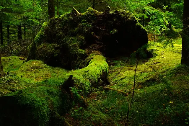 forest, moss, nature, moss edible