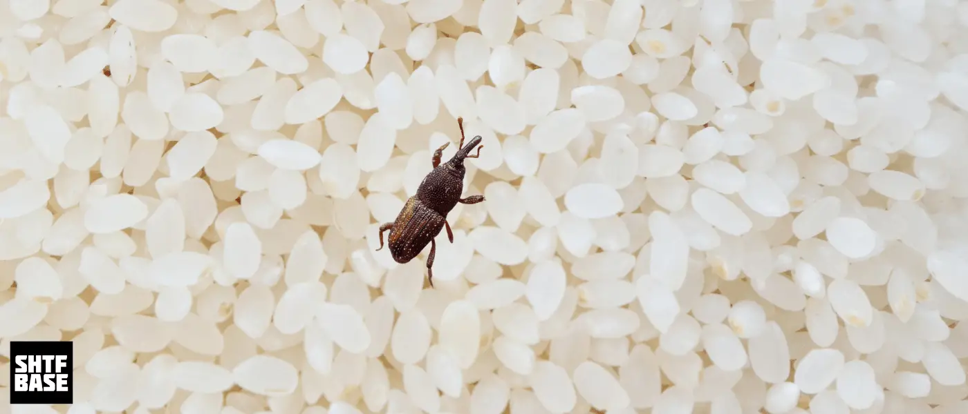 rice, weevil, insect