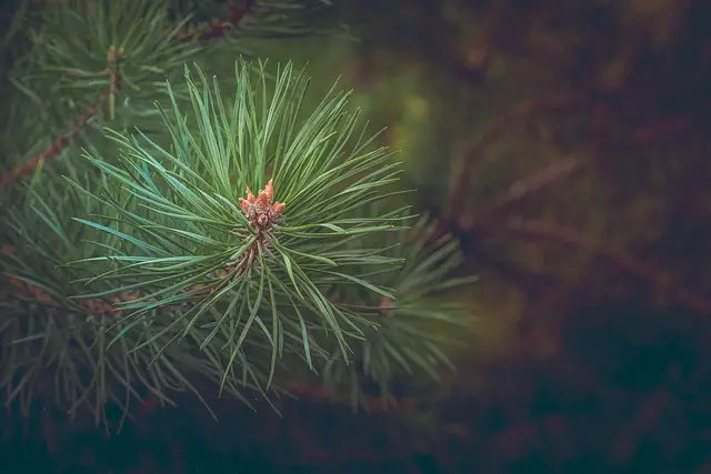 pine, branch, tree