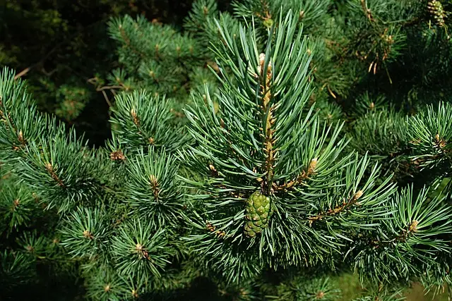 pine, needles, conifer