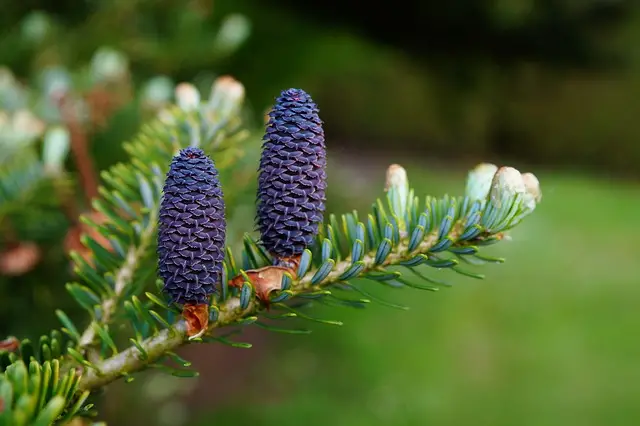 pine cones, fir tree, pine tree, male cones