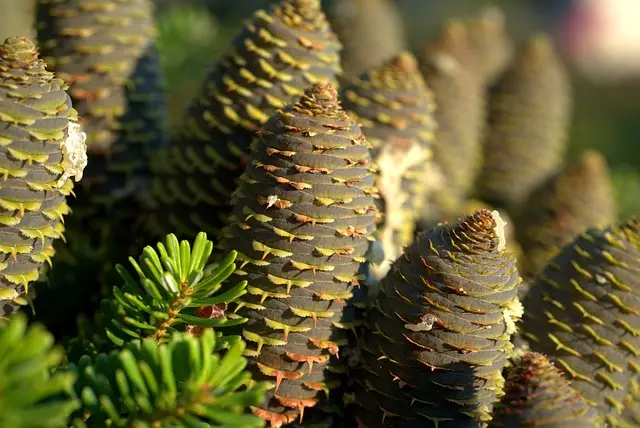 tree, spruce, cones, are pine cones edible