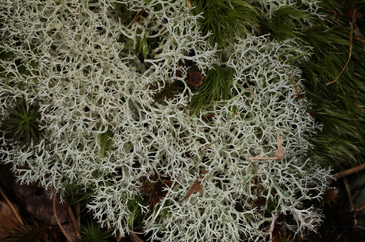 moss, moss edible, eat moss