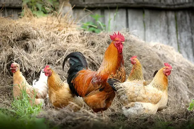 chickens, birds, poultry, own food
