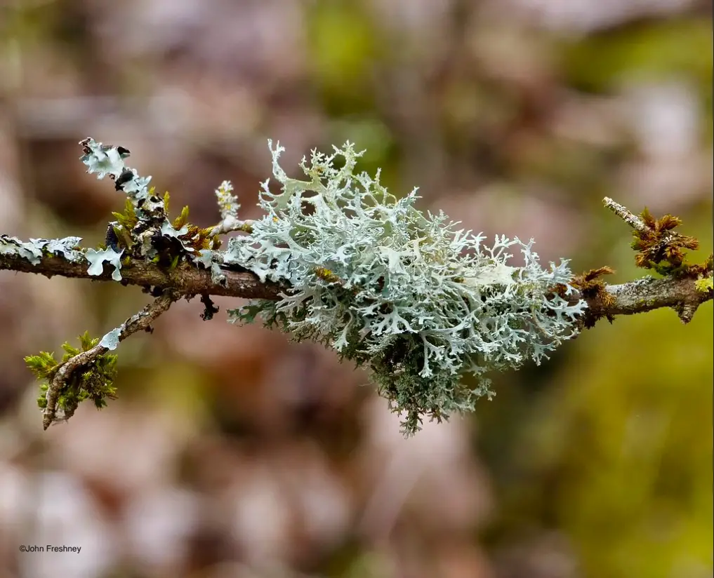 eating moss raw, survival food, dying trees