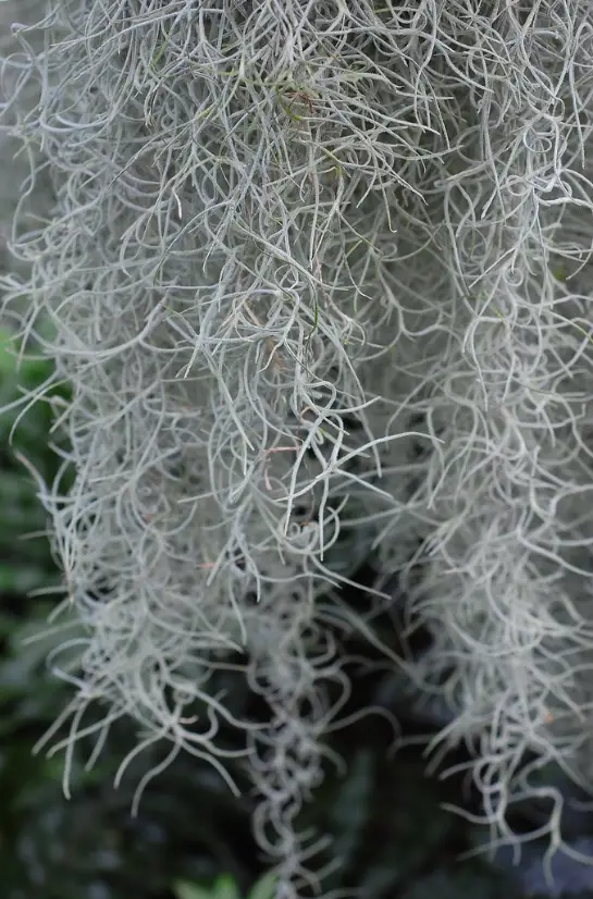 spanish moss, oak trees, fresh moss