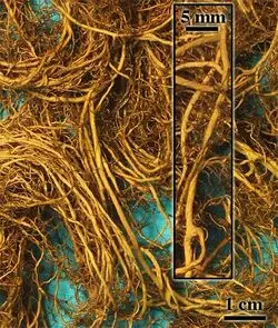 wila, earthy flavor, dark brown, eating sphagnum moss