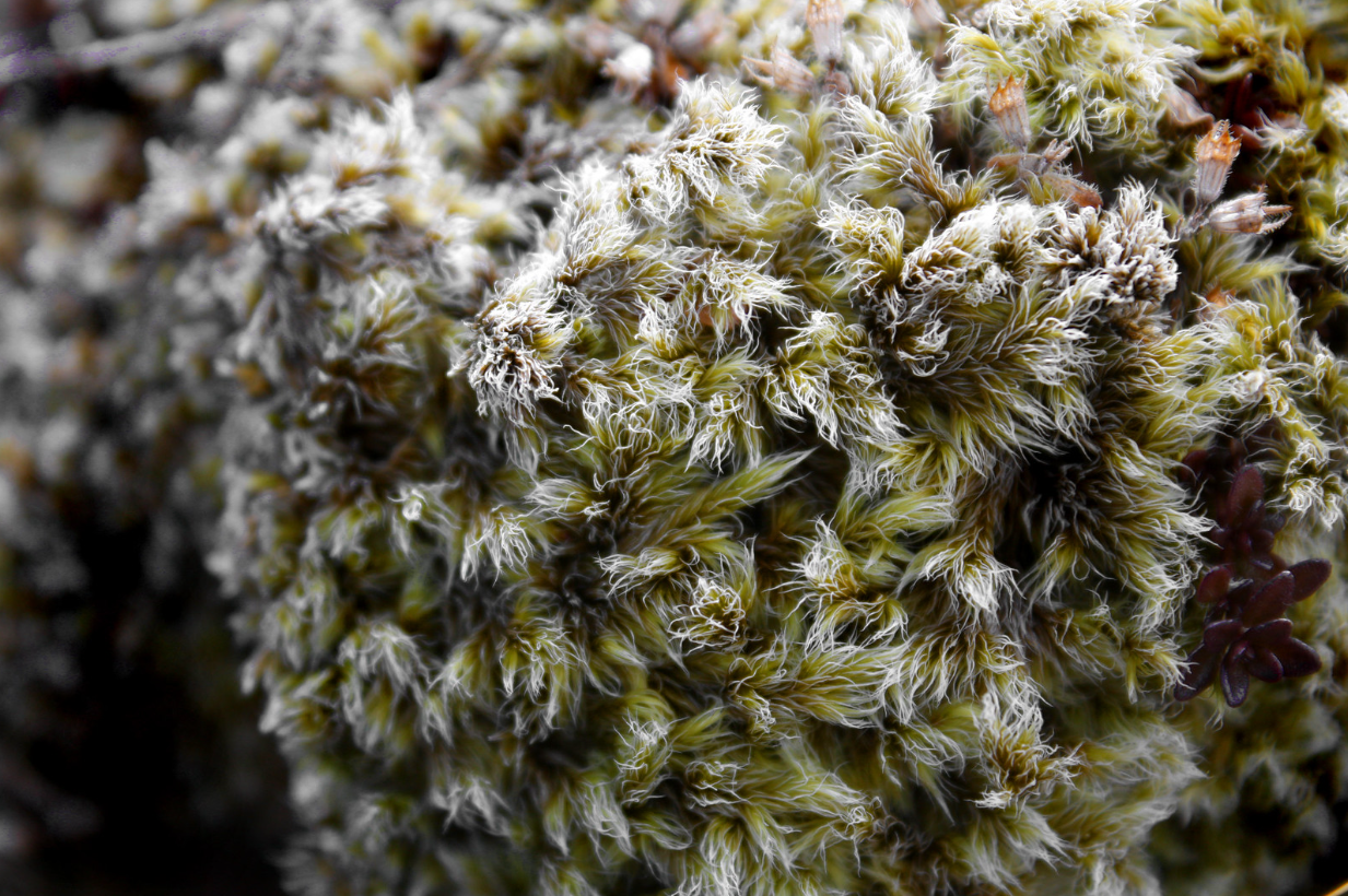 iceland, eat reindeer moss raw