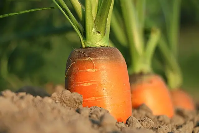 carrot, vegetables, food security