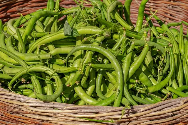 bush beans, vegetable, harvest, heirloom seeds