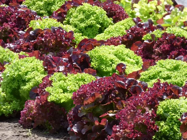 red lettuce, green lettuce, multiple plants