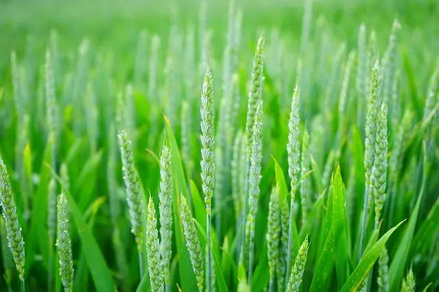 wheat, growing season, preserve food