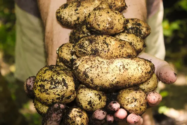 potatoes, healthy soil, fresh veggies