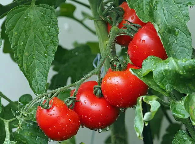 tomatoes, soil health, growing food