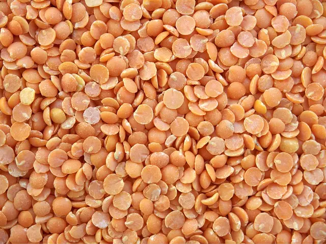 lentils, plant beans, saving seeds