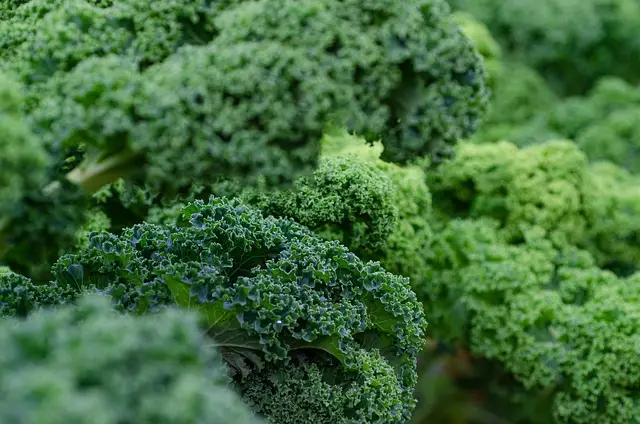 kale, fresh, vegetables, productive garden
